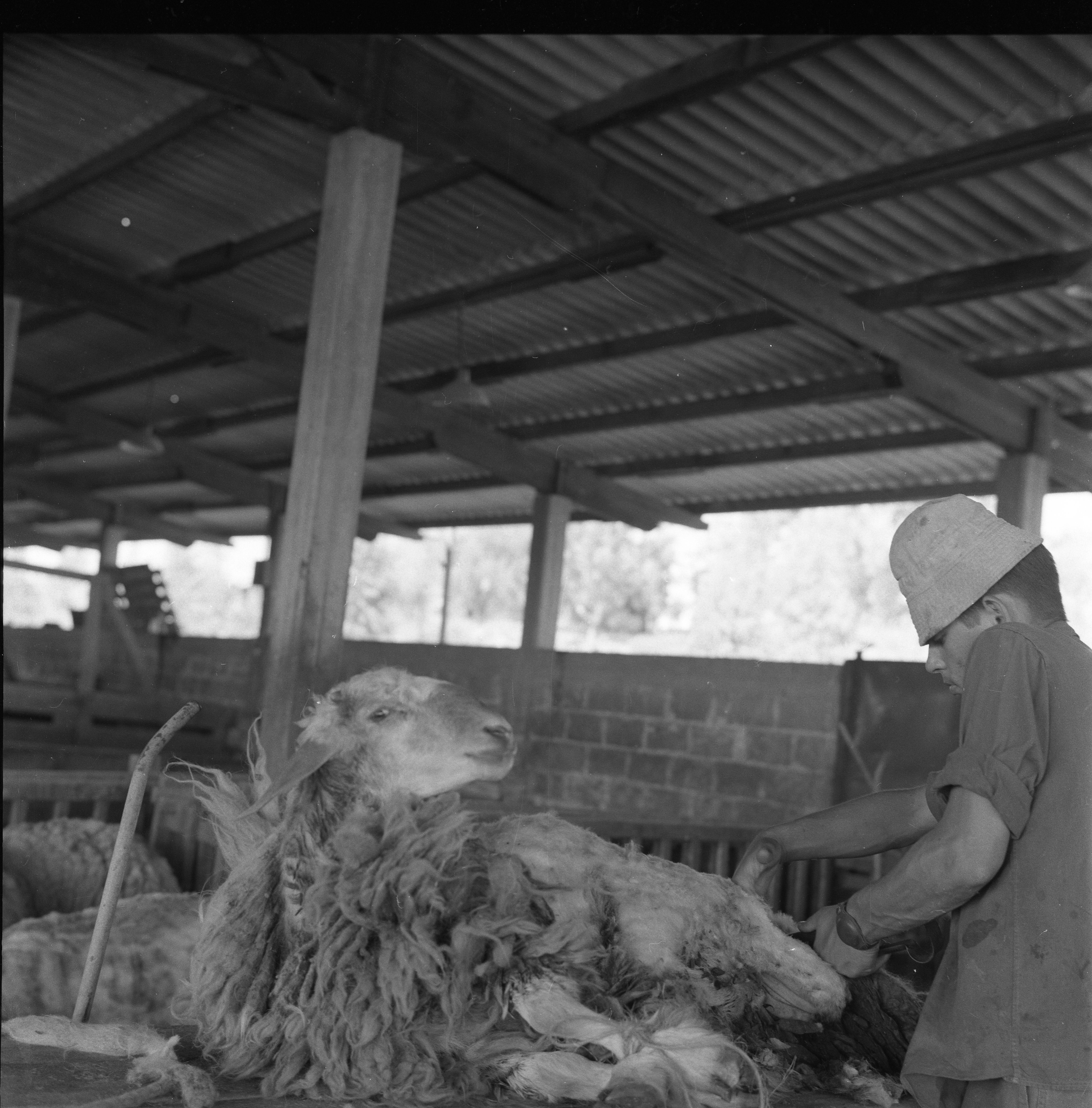  ארנון לפידות דיר צאן; 1963