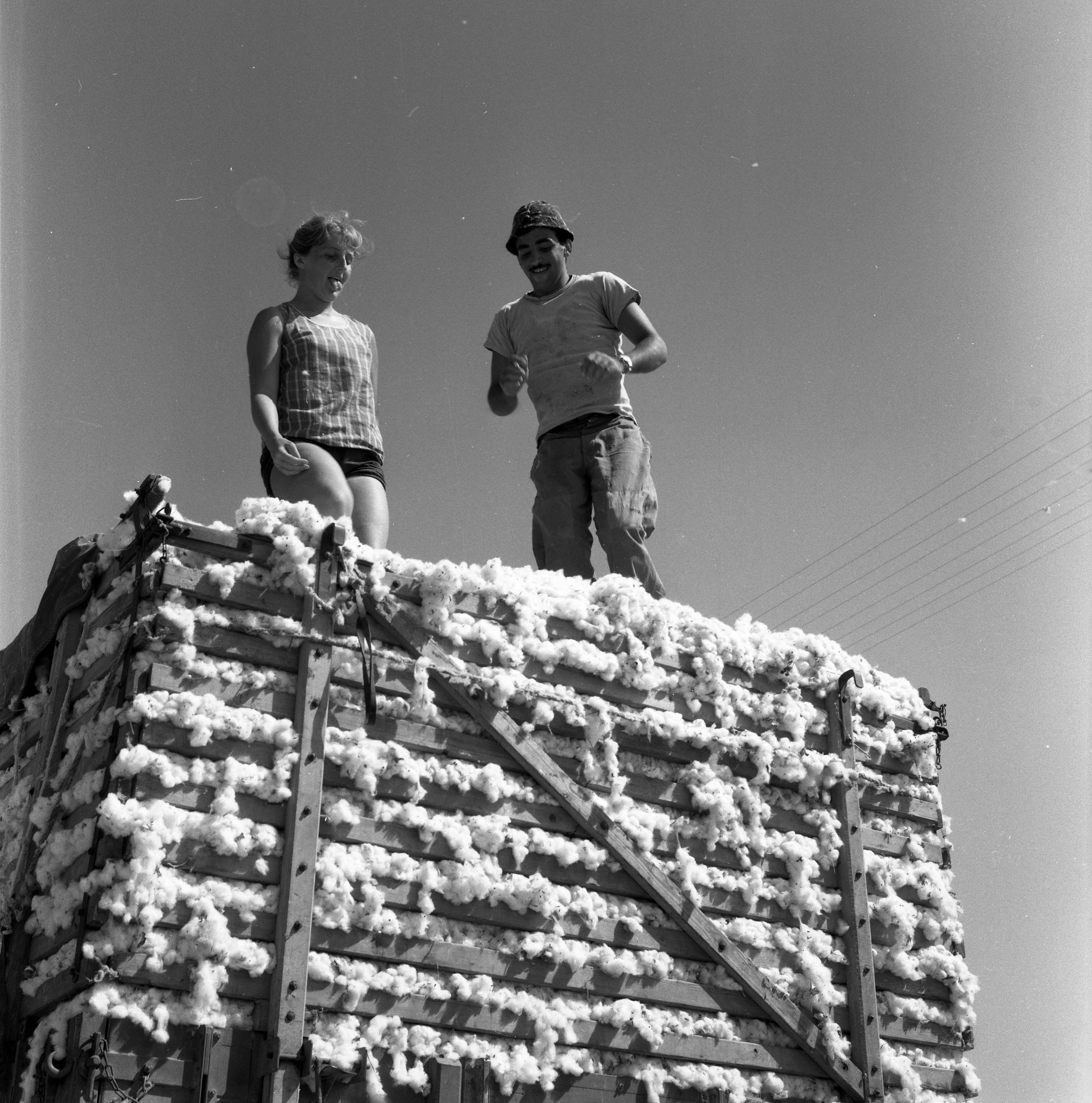  כותנה;