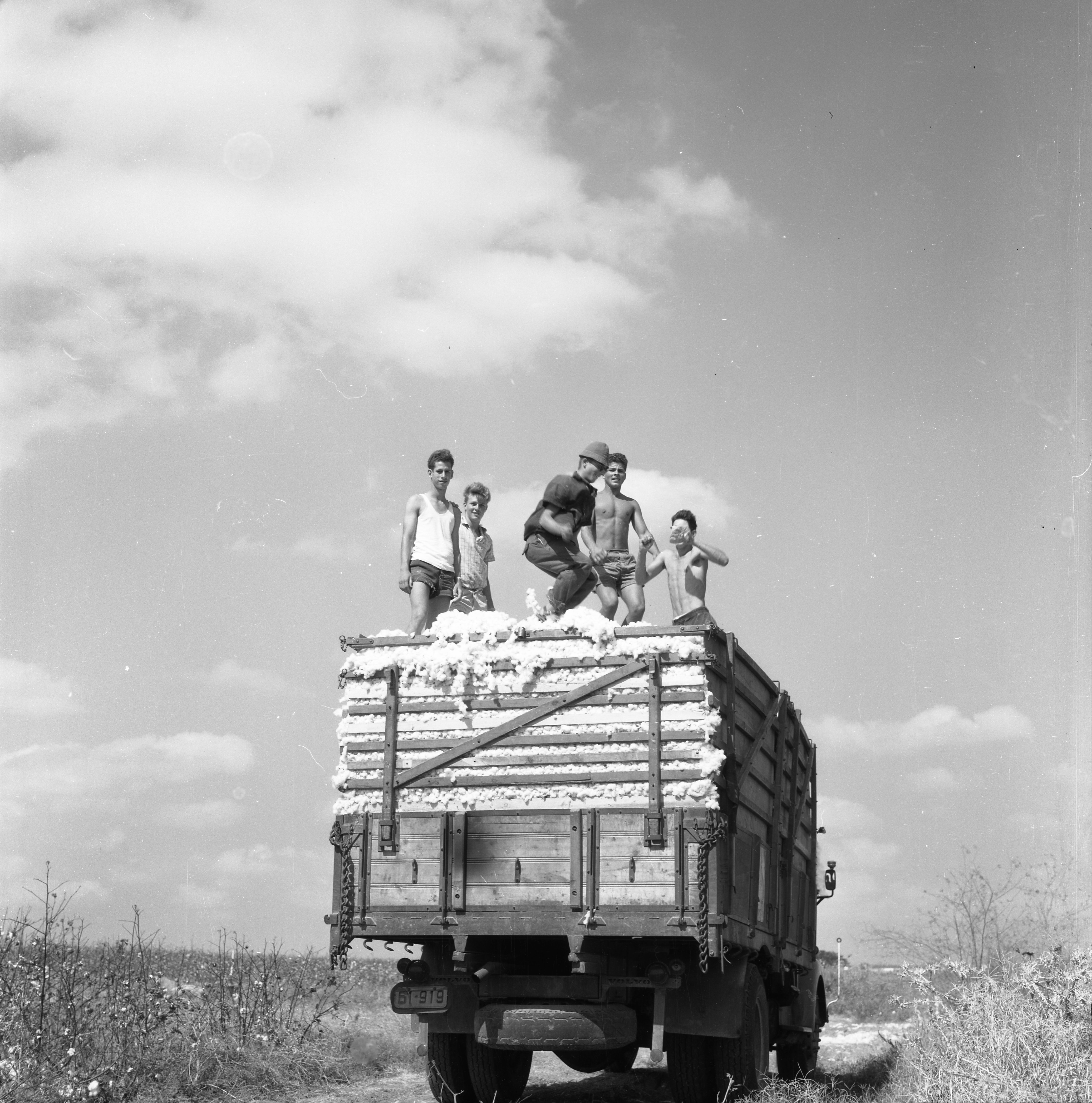  כותנה;