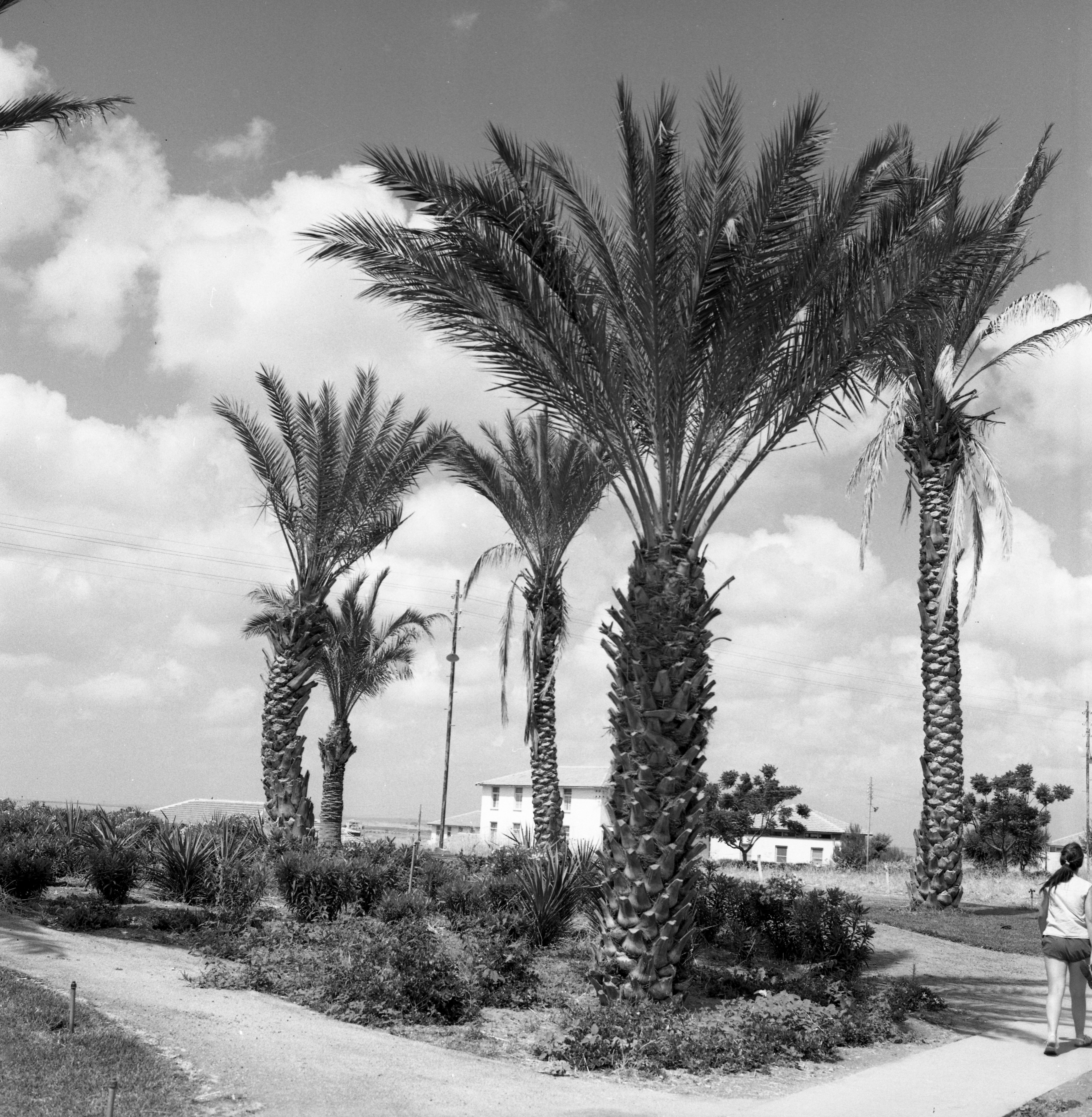  במוסד; 1966