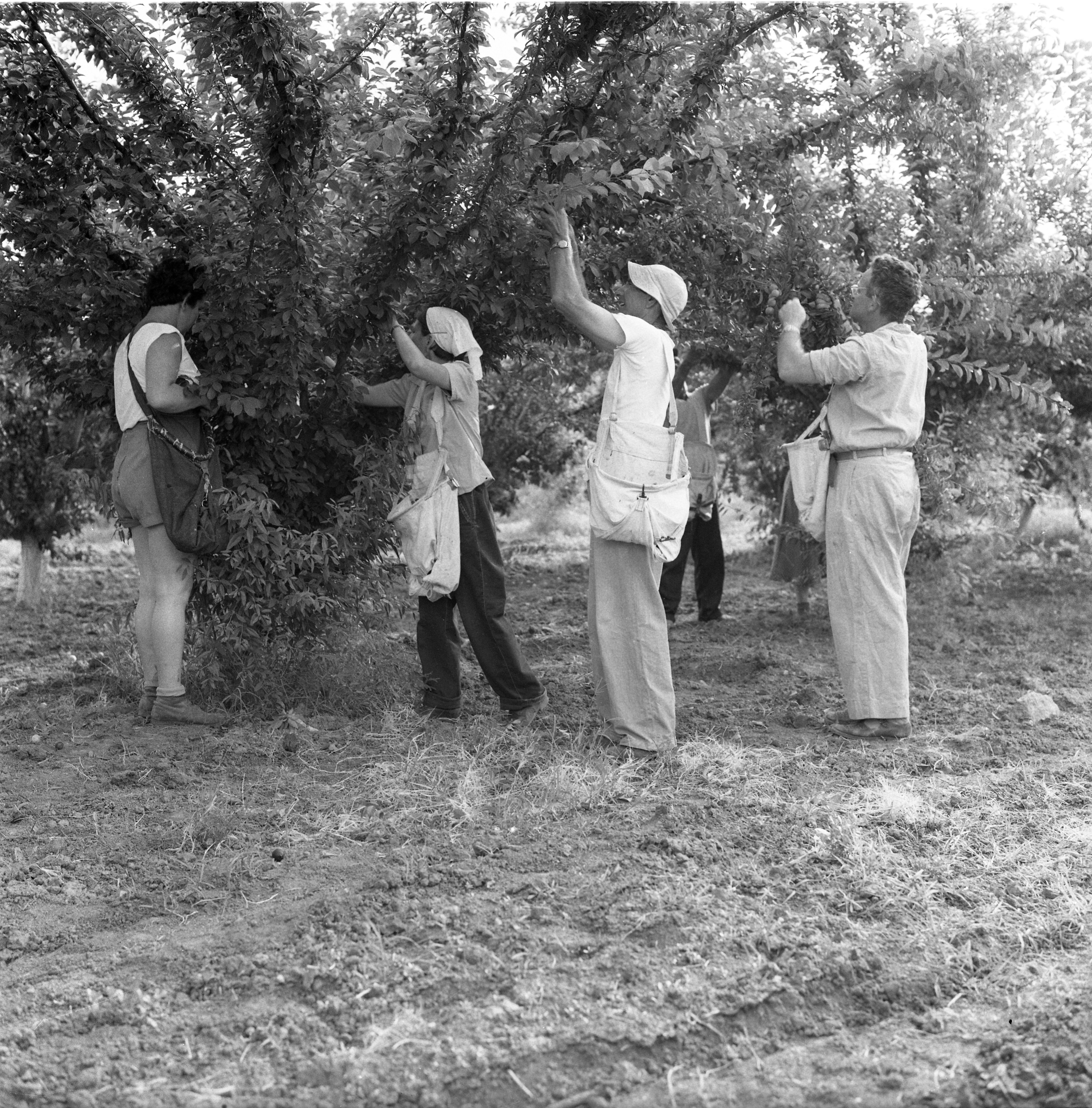  קטיף במטע