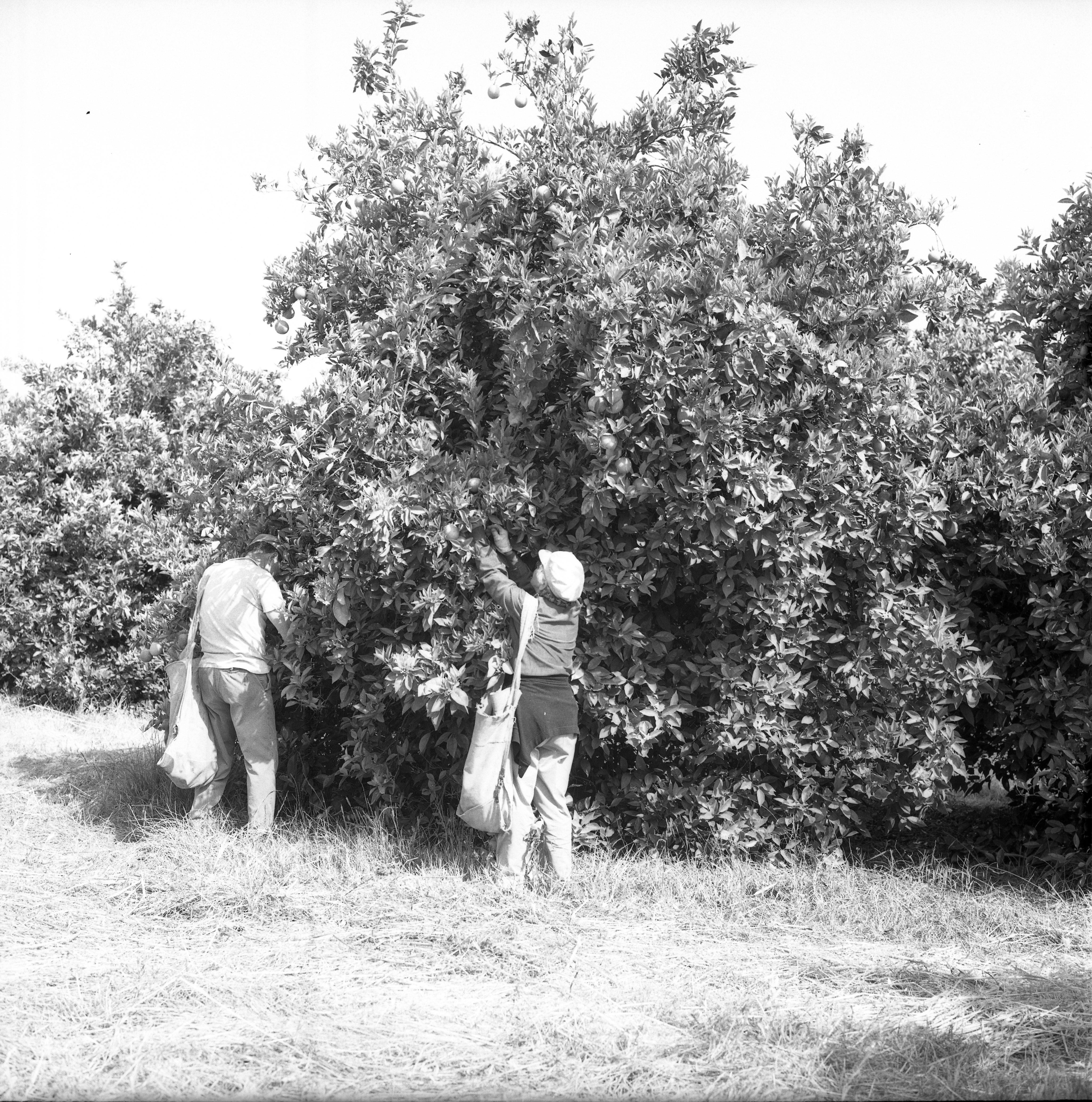  גיוס קטיף בפרדס; 1973