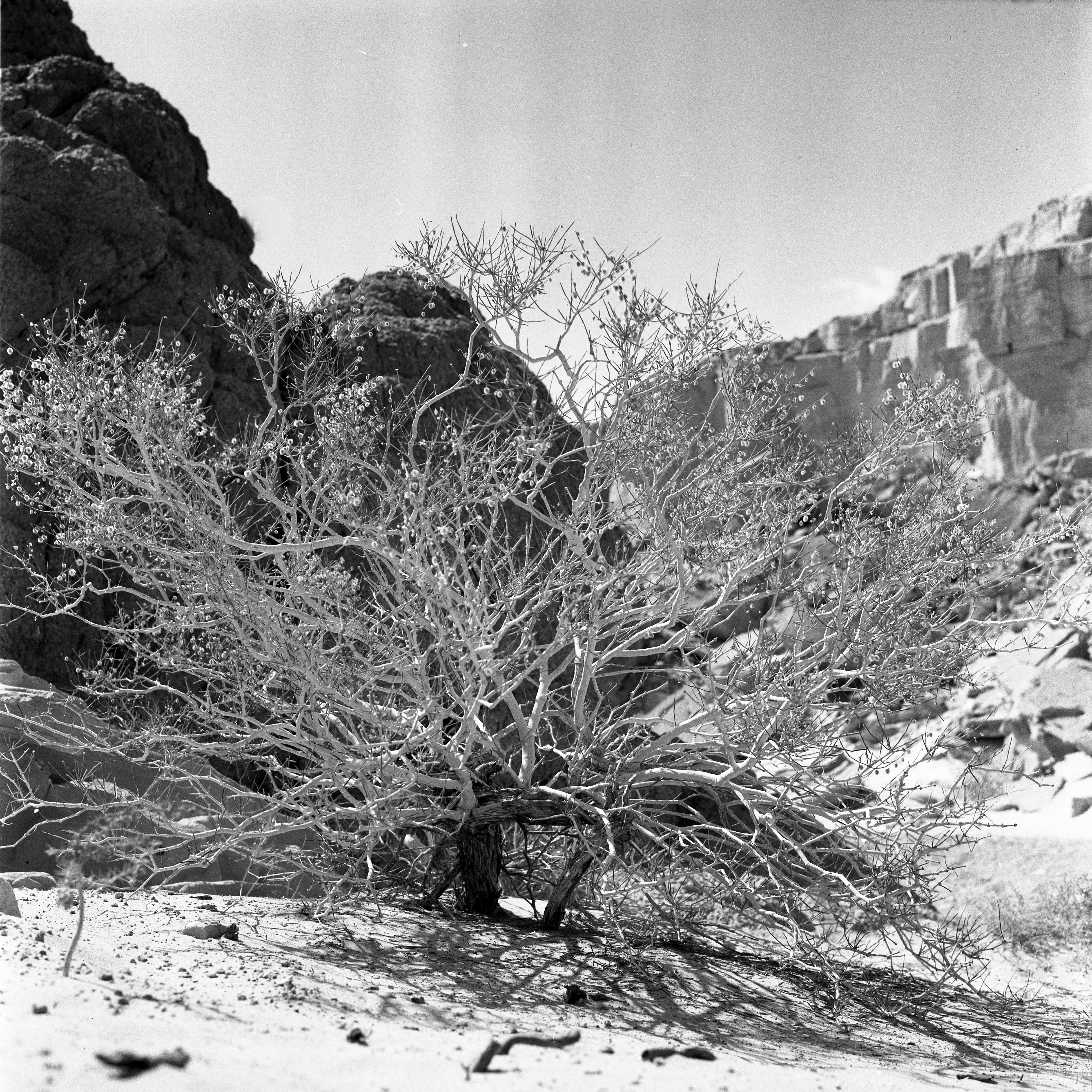  הטיול לסיני; 1972