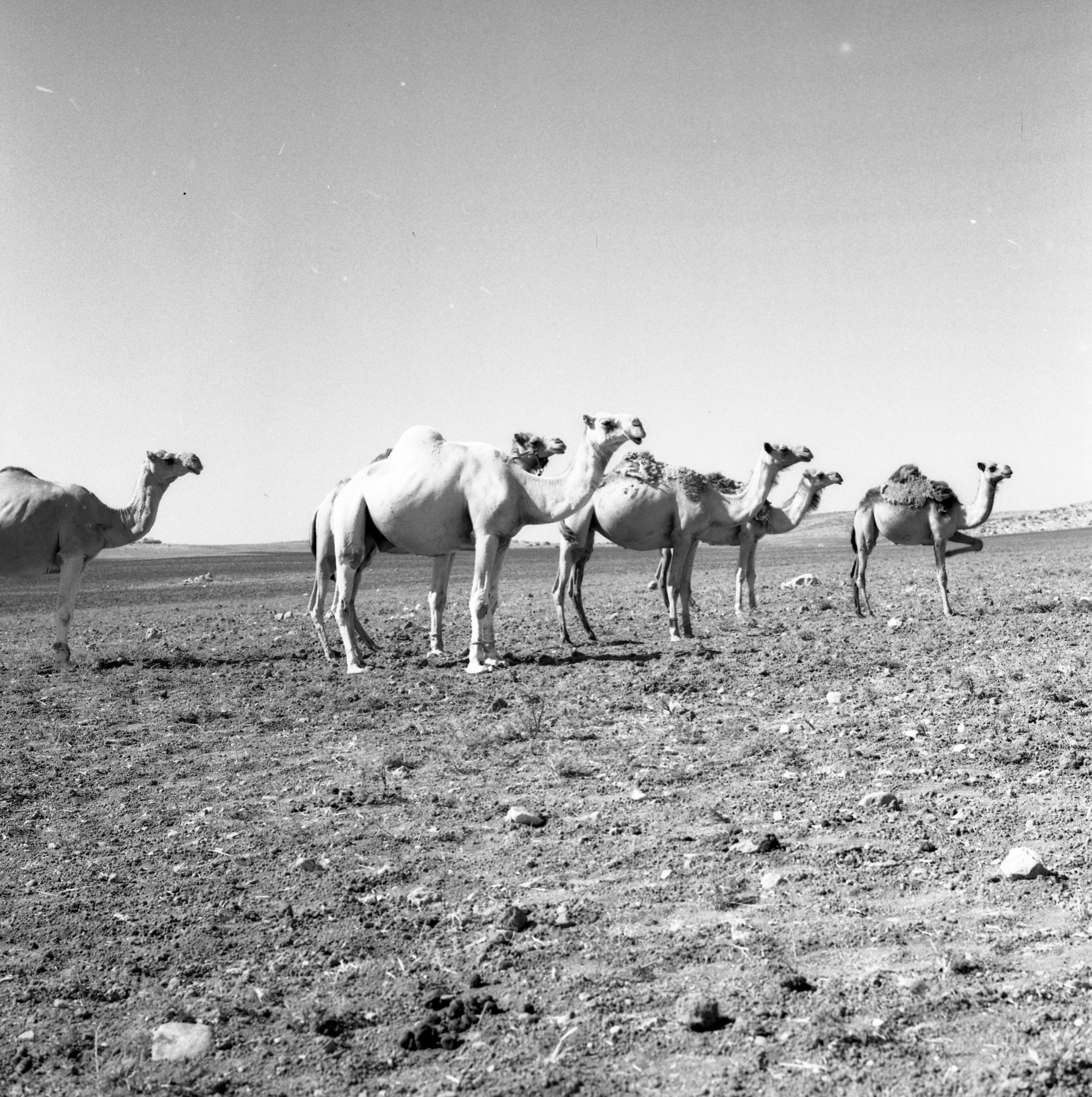  סקר ארכיאולוגי, יוני; 1960