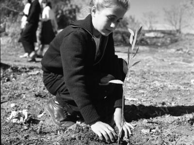  נעמי רור ט"ו בשבט; 1960