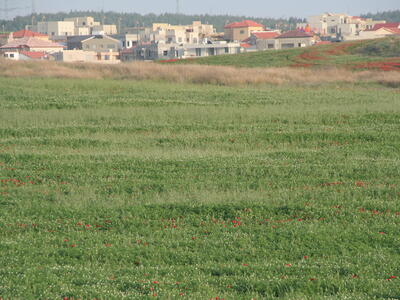 40233 - מבט על ההרחבה.jpg