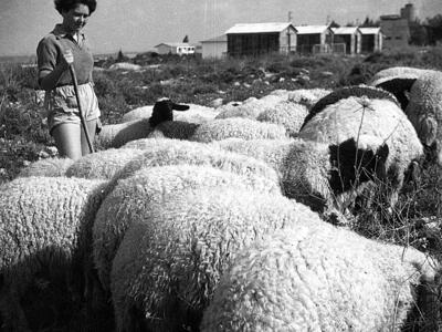 40932 - פרלמוטר_651 גליה חברת נוער יסעור רועה כבשים.jpg