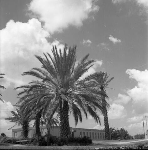  כפר מנחם, גן השבעה; 1971