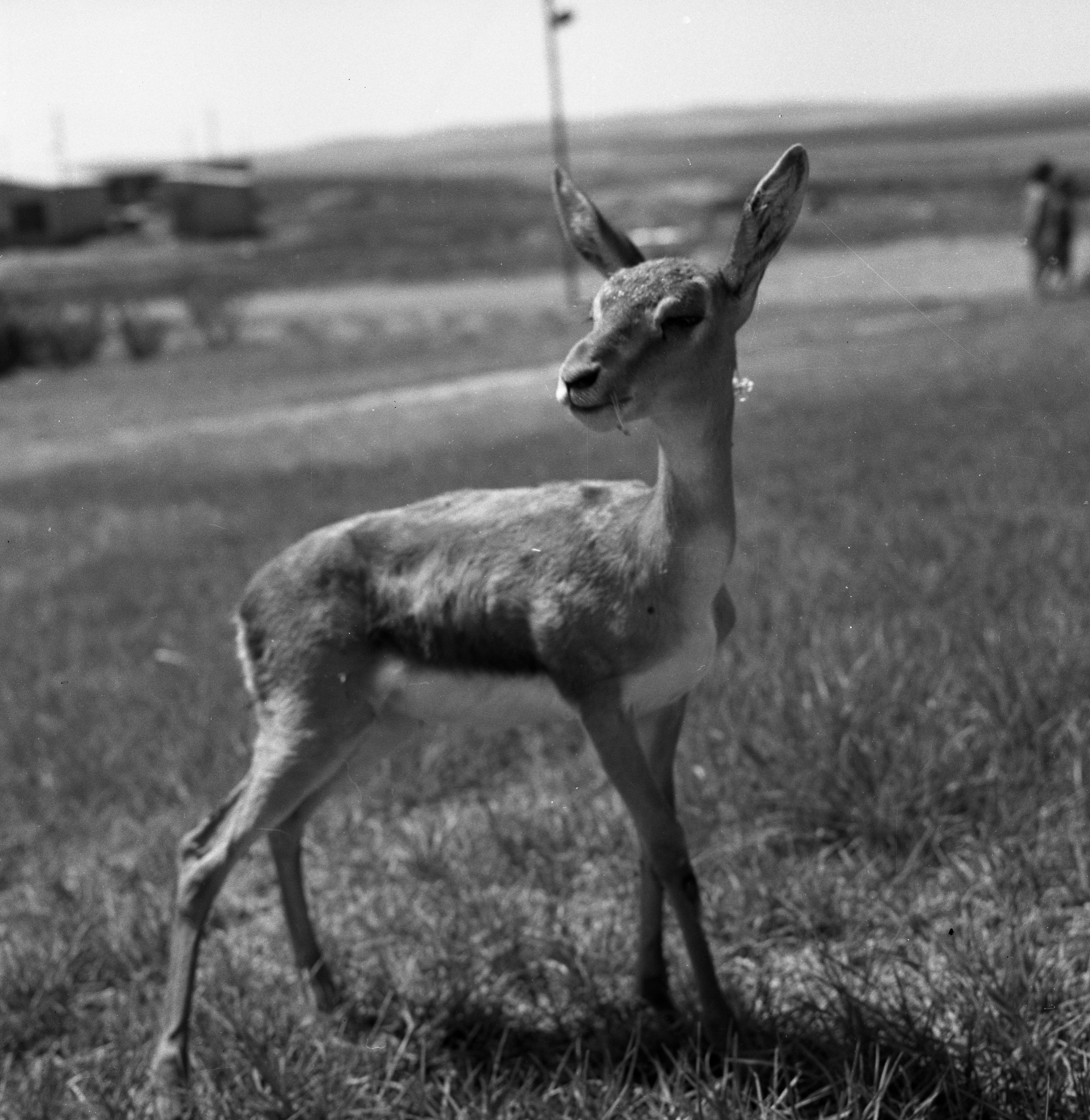  אילה; 1962