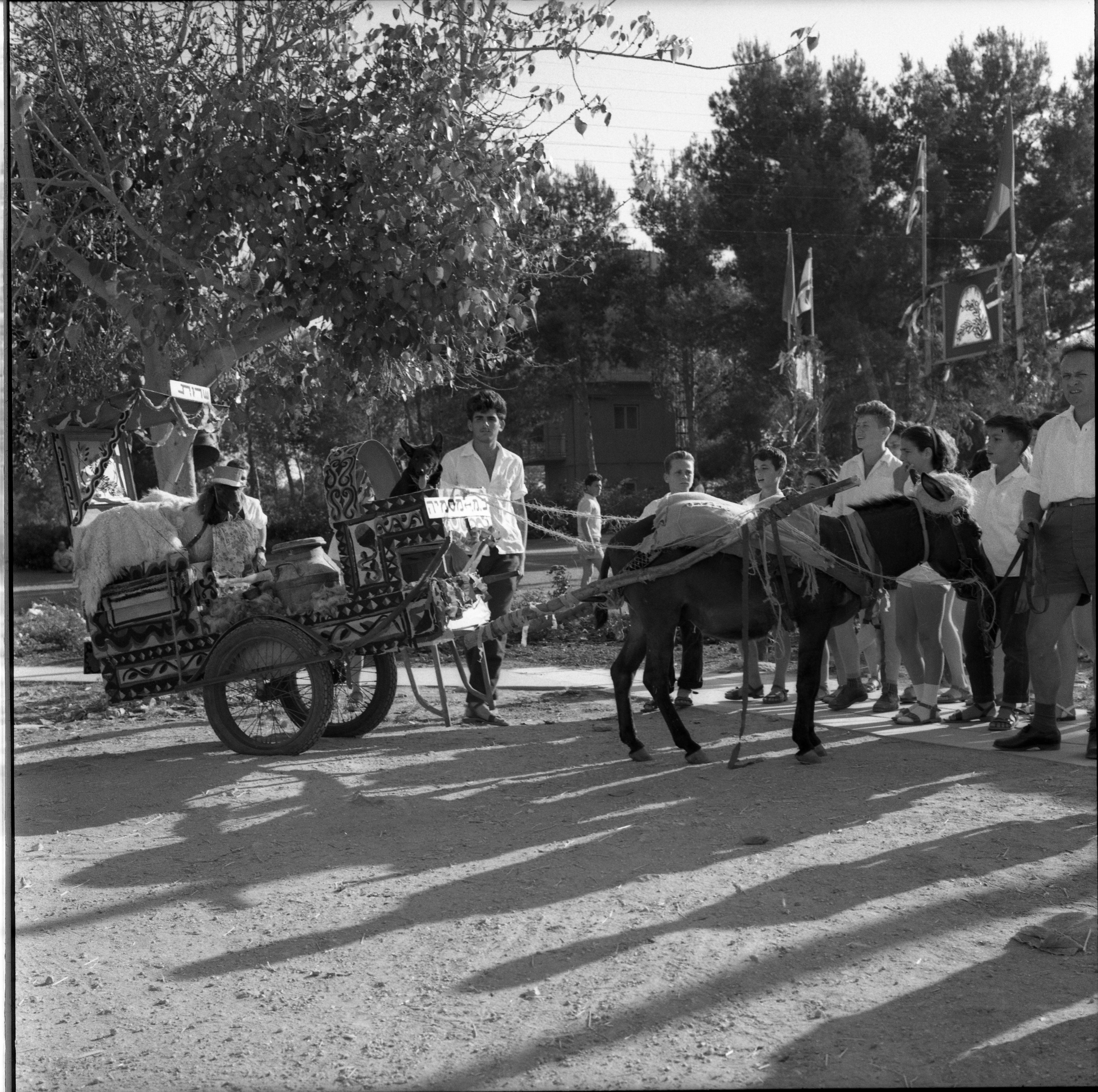  חג- הביכורים; 1965?