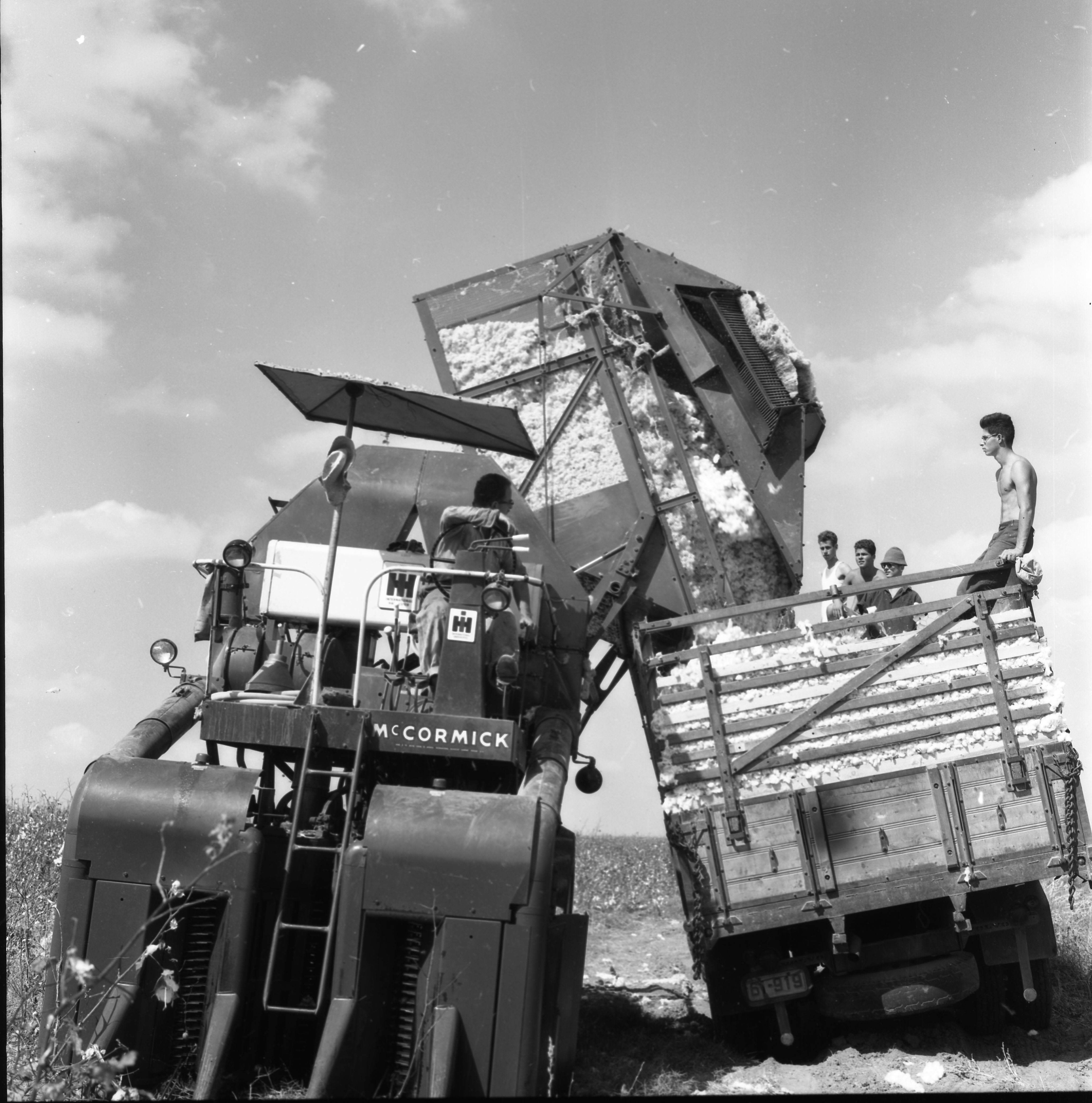  קטיף כותנה