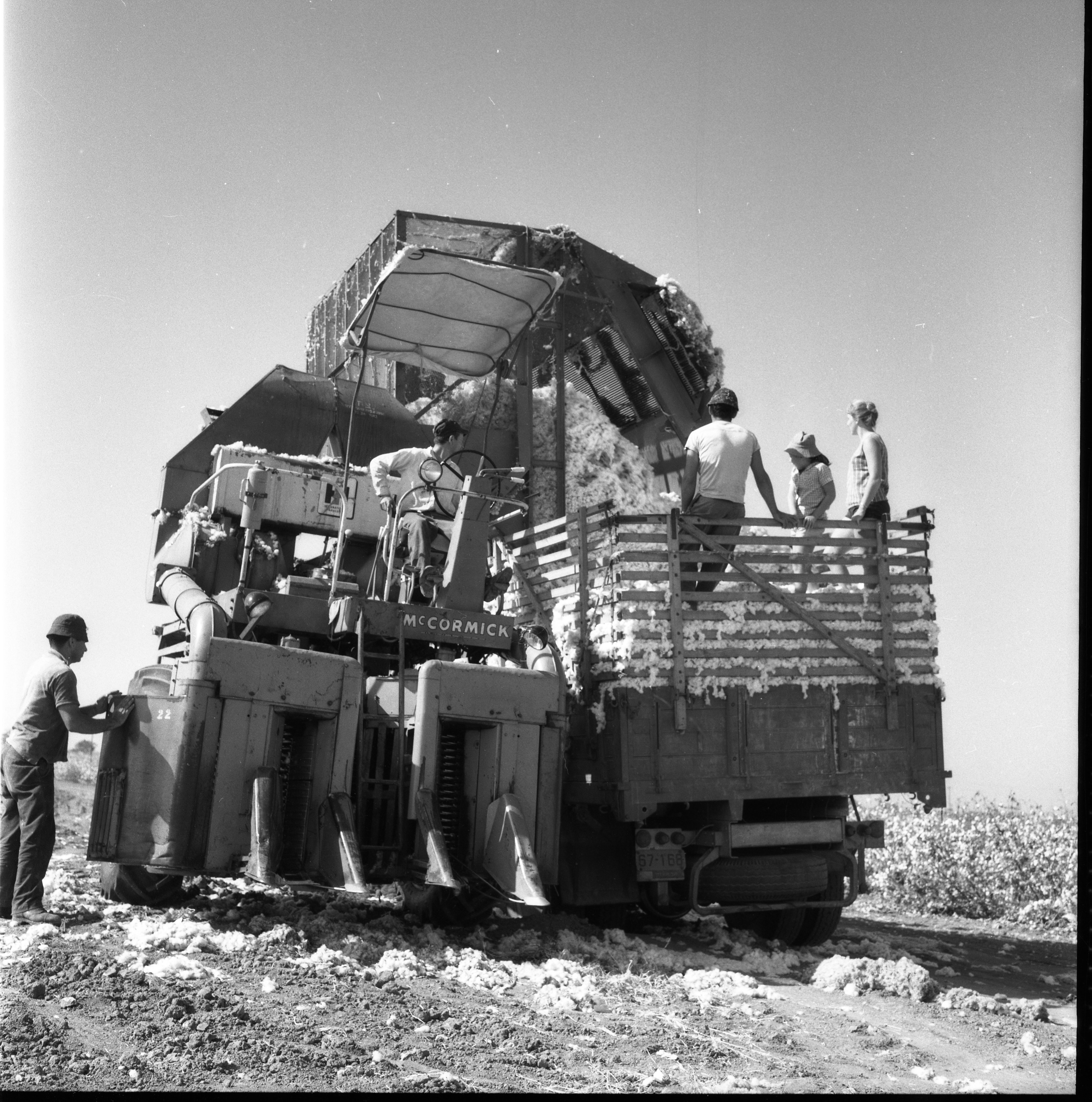  קטיף כותנה