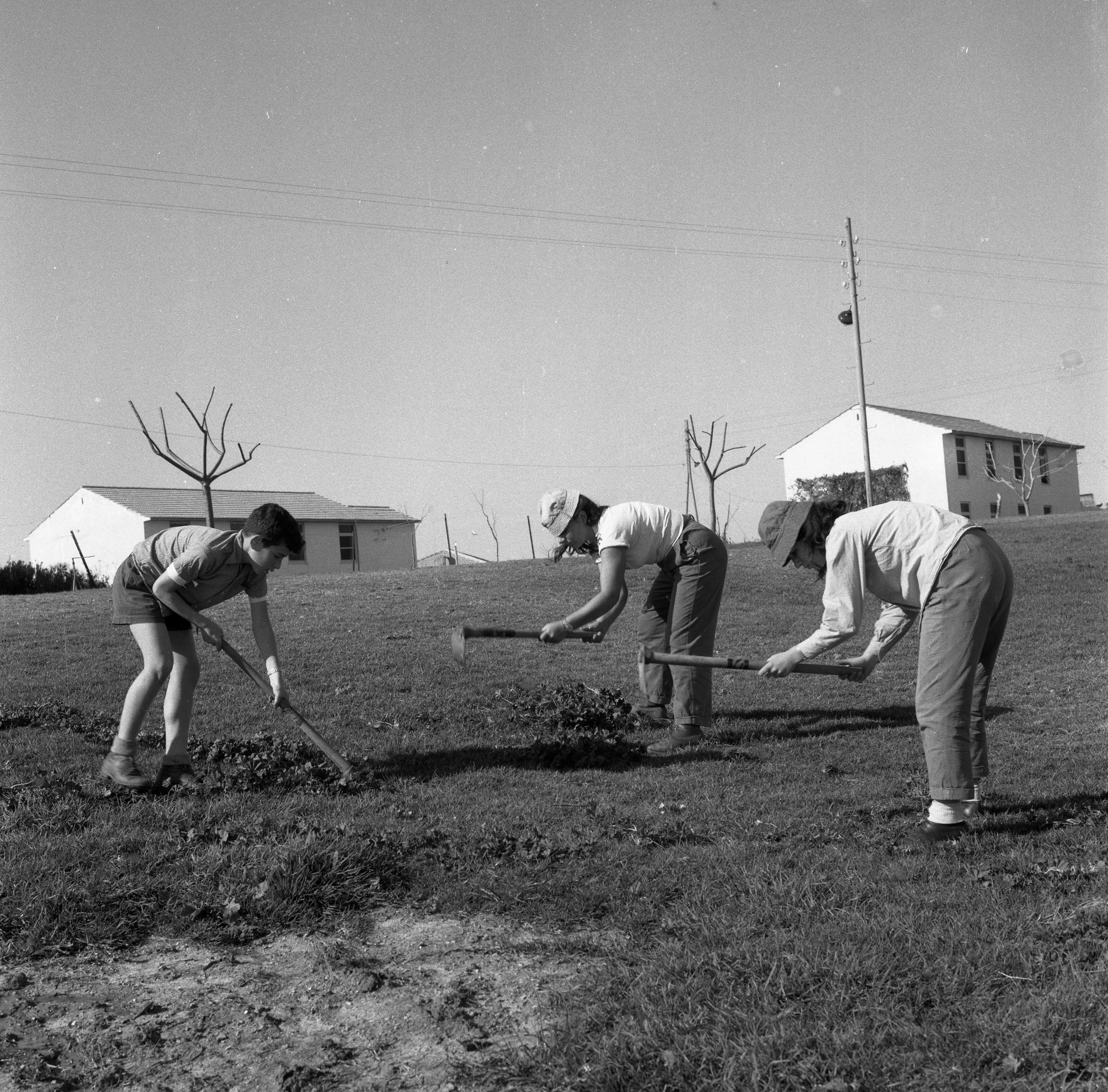  עבודת נוי במוסד; 1961