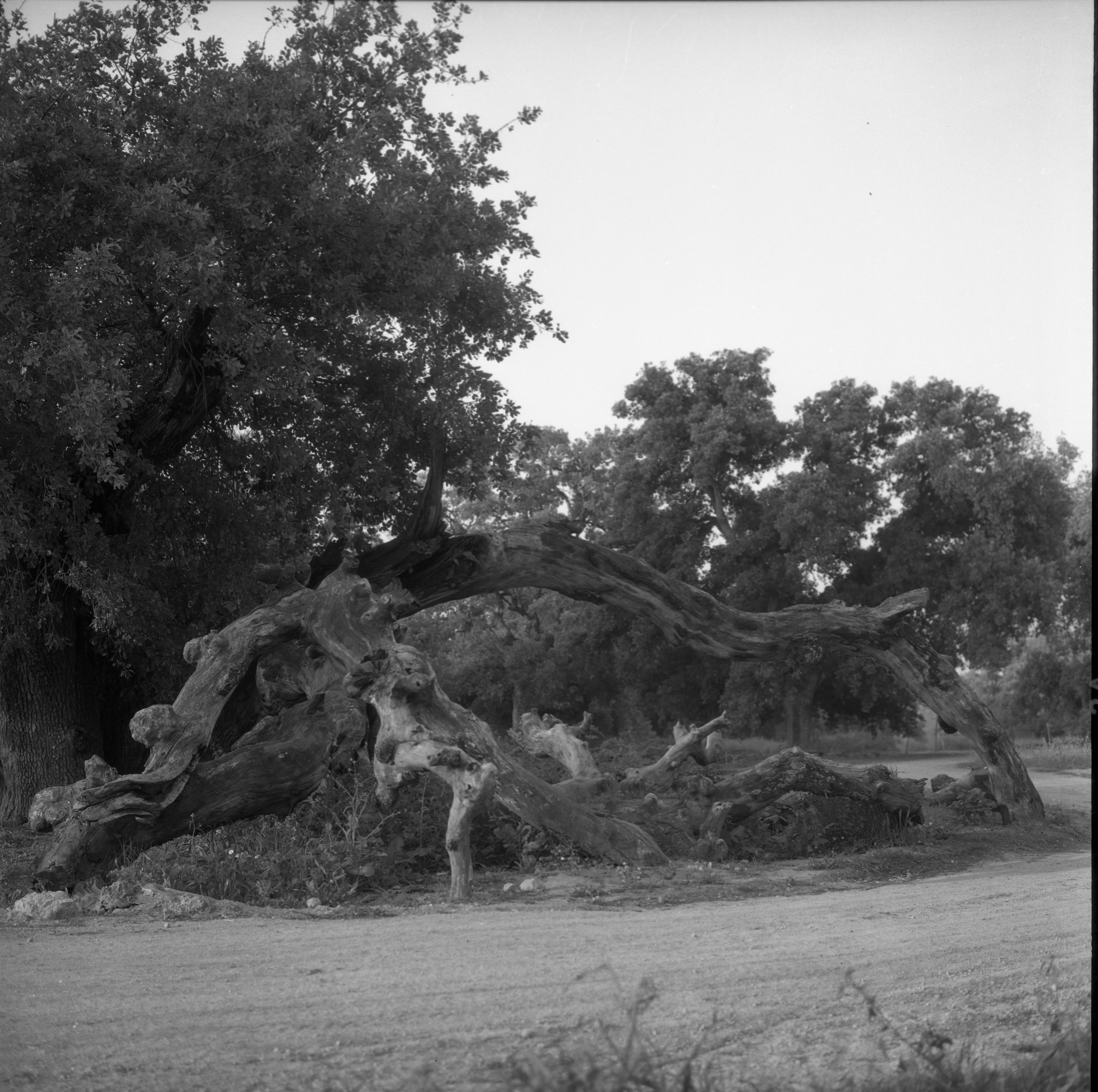  הטיול לגליל, חורשת הארבעים; 1963