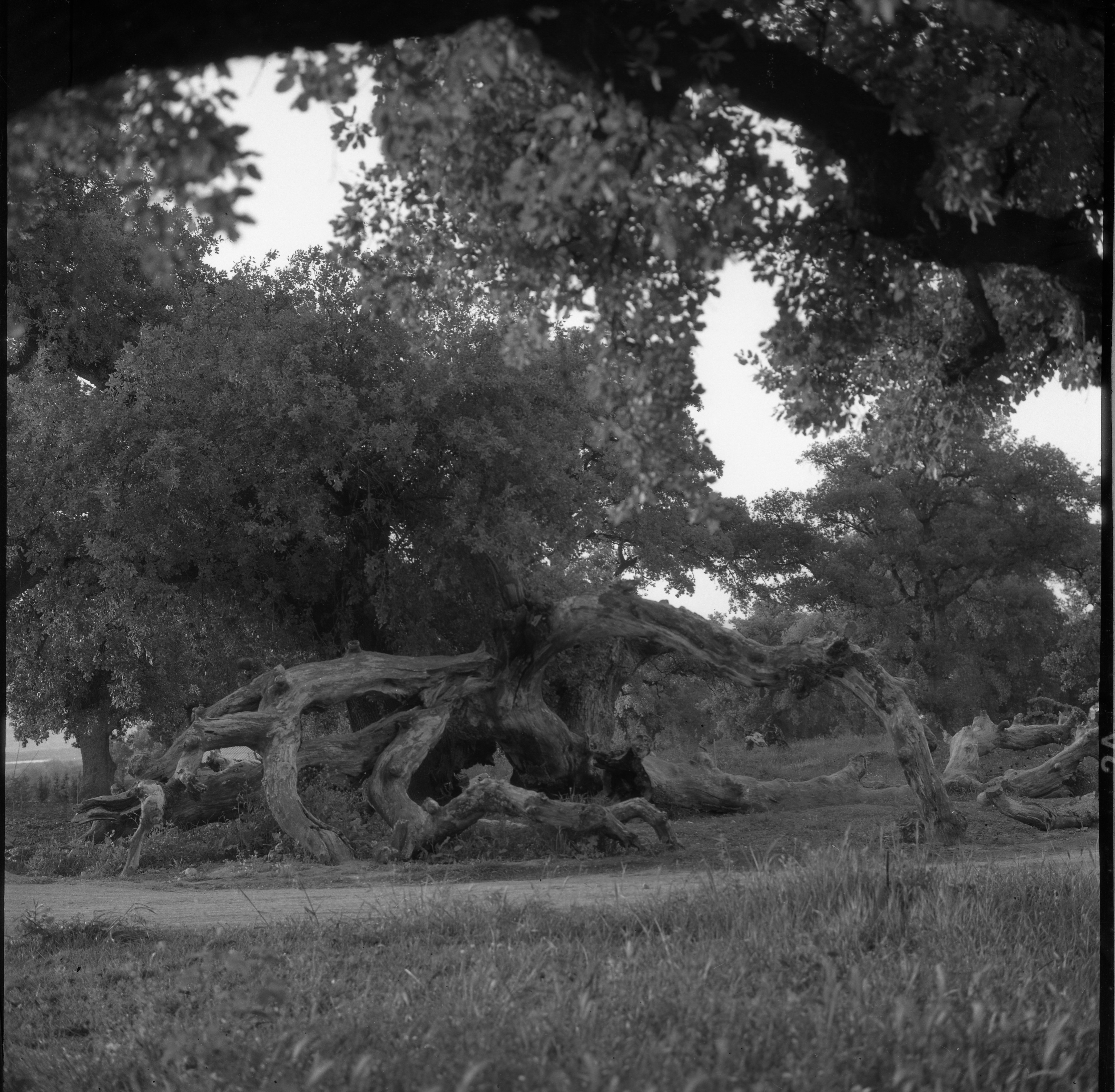  הטיול לגליל, חורשת הארבעים; 1963