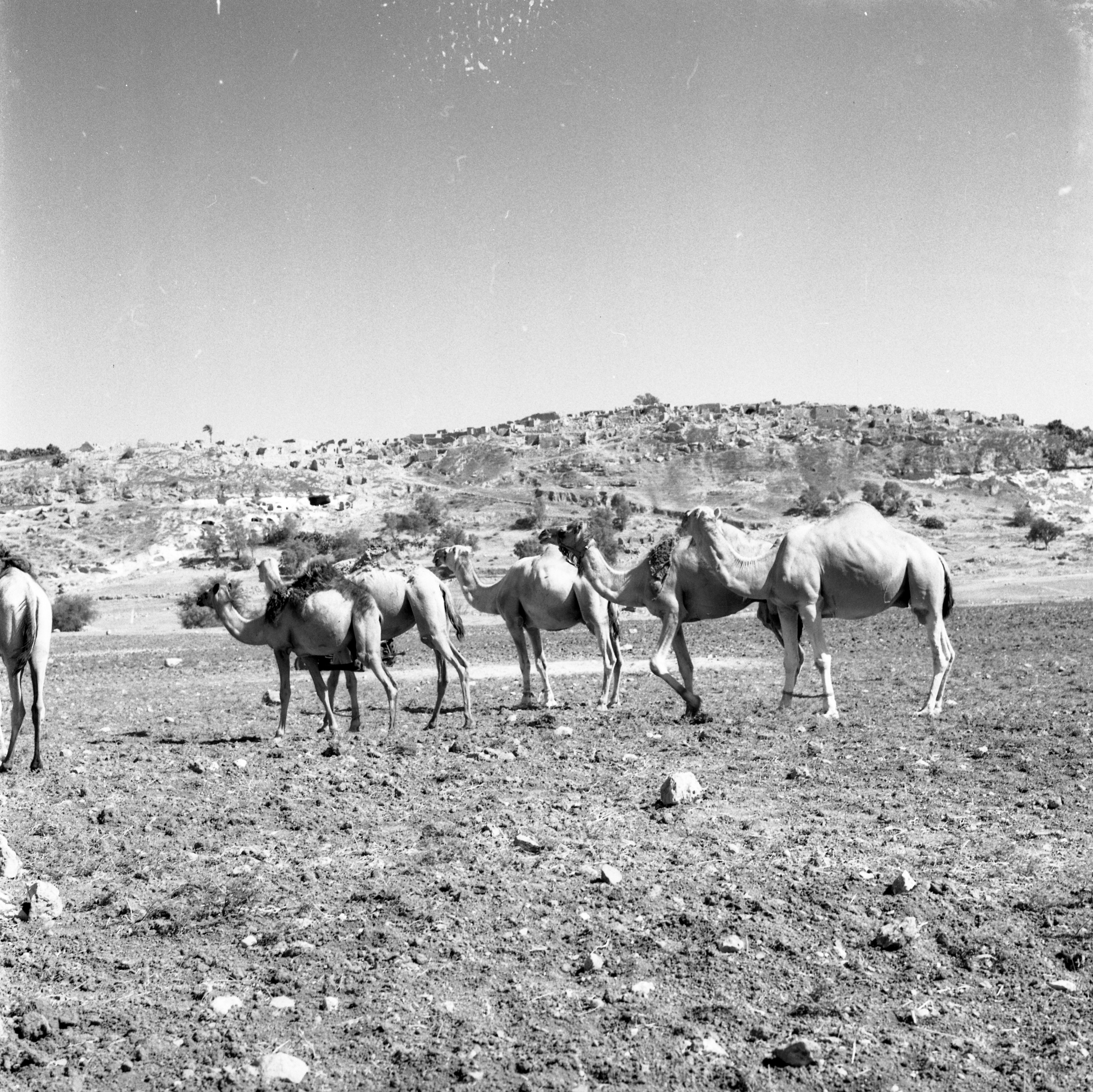  סקר ארכיאולוגי, יוני; 1960