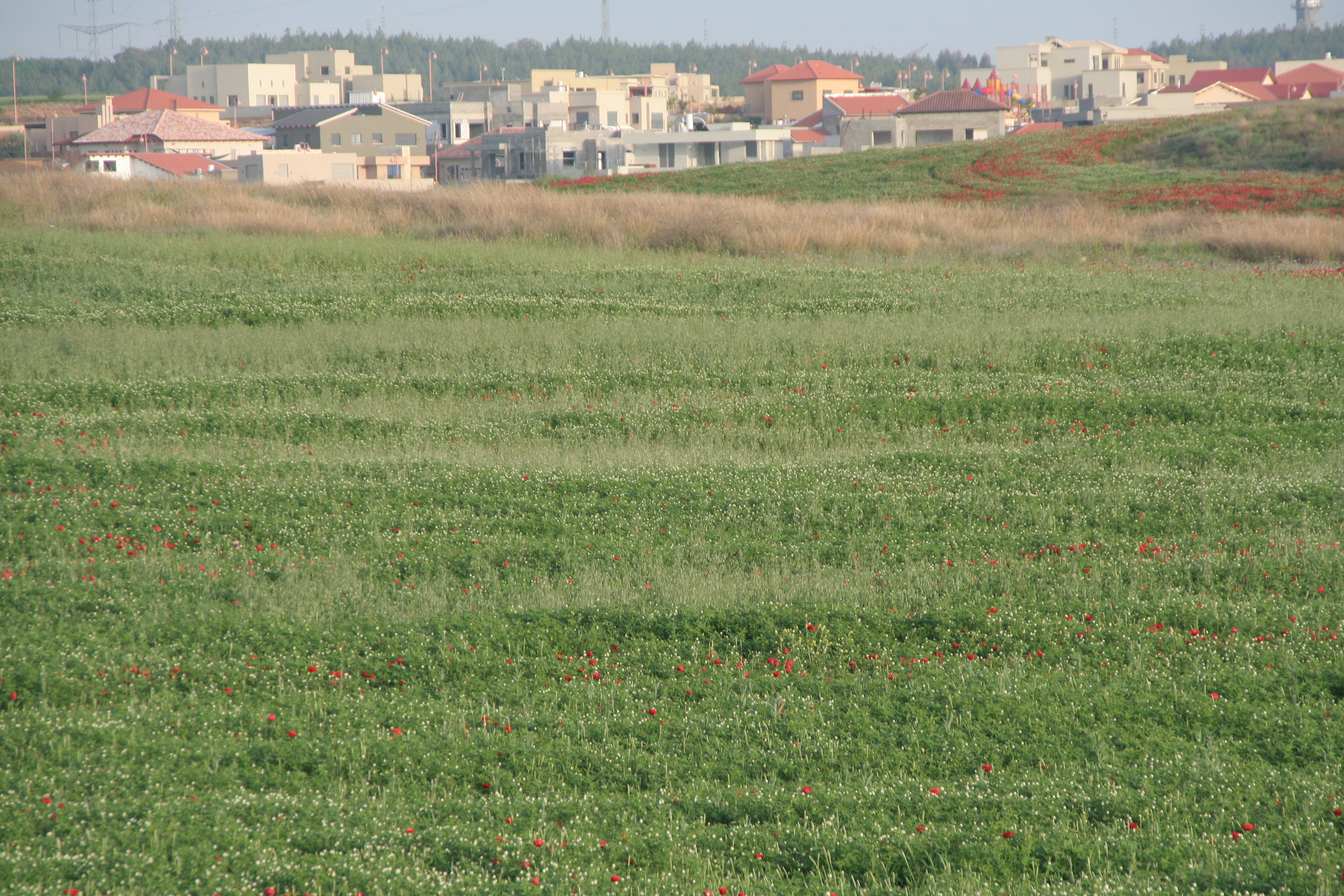 40233 - מבט על ההרחבה.jpg