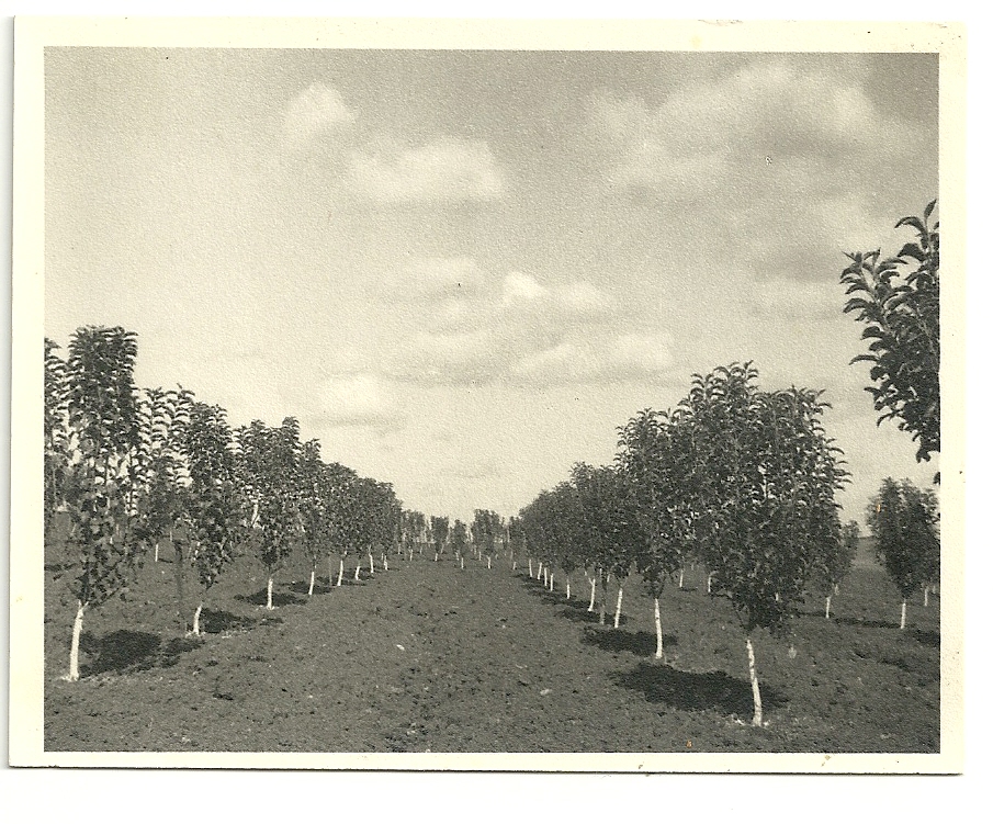 41798 - מטע תפוחים.jpg