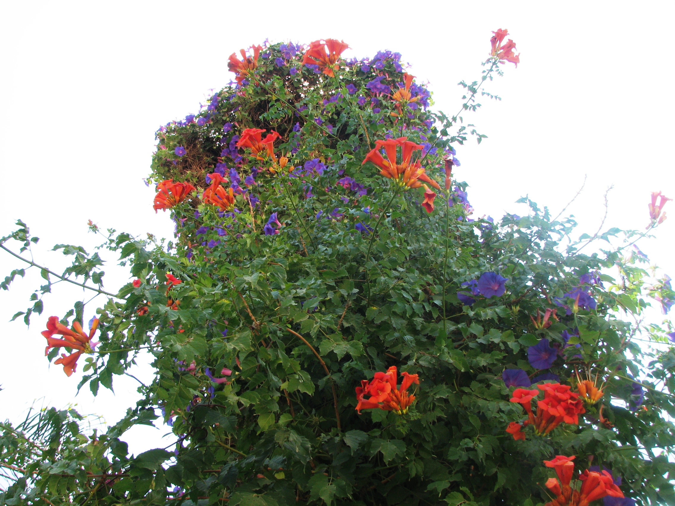 43704 - IMG_9277.jpg