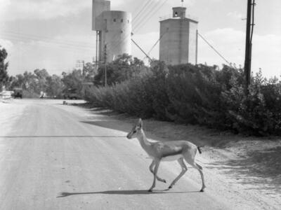  כפר מנחם; 1969