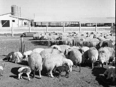  דיר כבשים