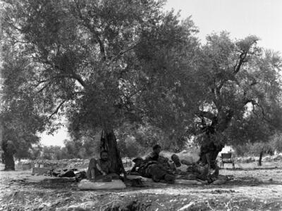  חיילי צה"ל במטע זיתים; 1968