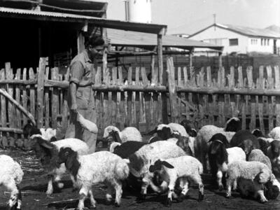 40943 - פרלמוטר_661 ברוך סביר בדיר.jpg